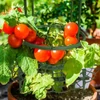 Kép 5/10 - YEGBONG Strawberry kúszó növény támasz karókkal zöldség palántákhoz