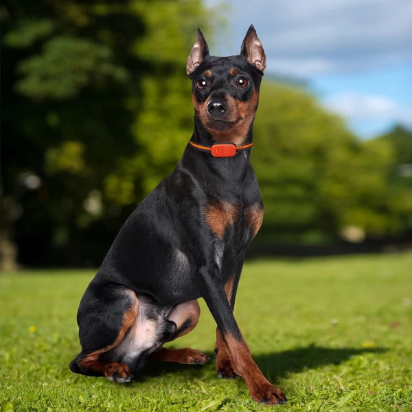 GPS Pet Tracker IP67 vízálló elektronikus kerítés elvesztést megelőző kutya macska nyakörv - Narancs