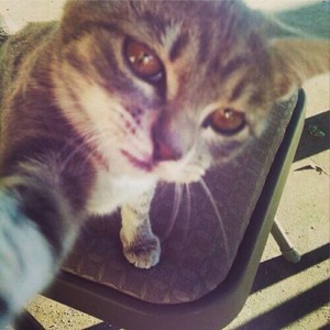 cat-selfie